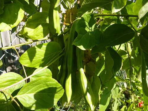 Canavalia gladiata (Sword bean) — photo