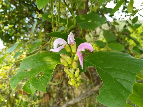Canavalia lineata (Beach bean) — photo