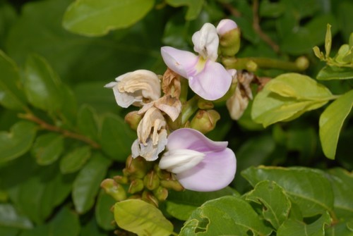 Canavalia madagascariensis — photo
