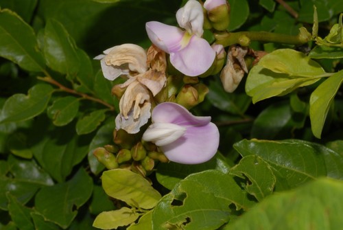 Canavalia madagascariensis — photo