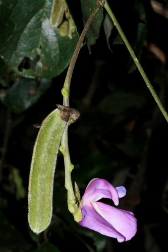 Canavalia mattogrossensis