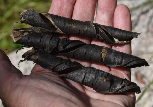 Canavalia papuana (Wild Jack bean) — photo