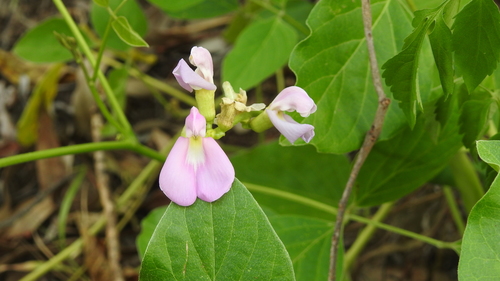 Canavalia papuana