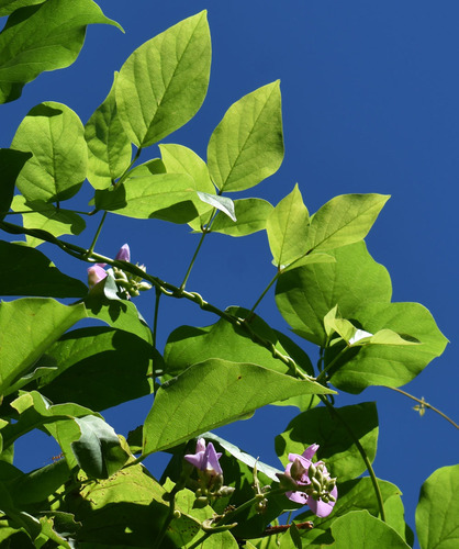 Canavalia papuana (Wild Jack bean) — photo