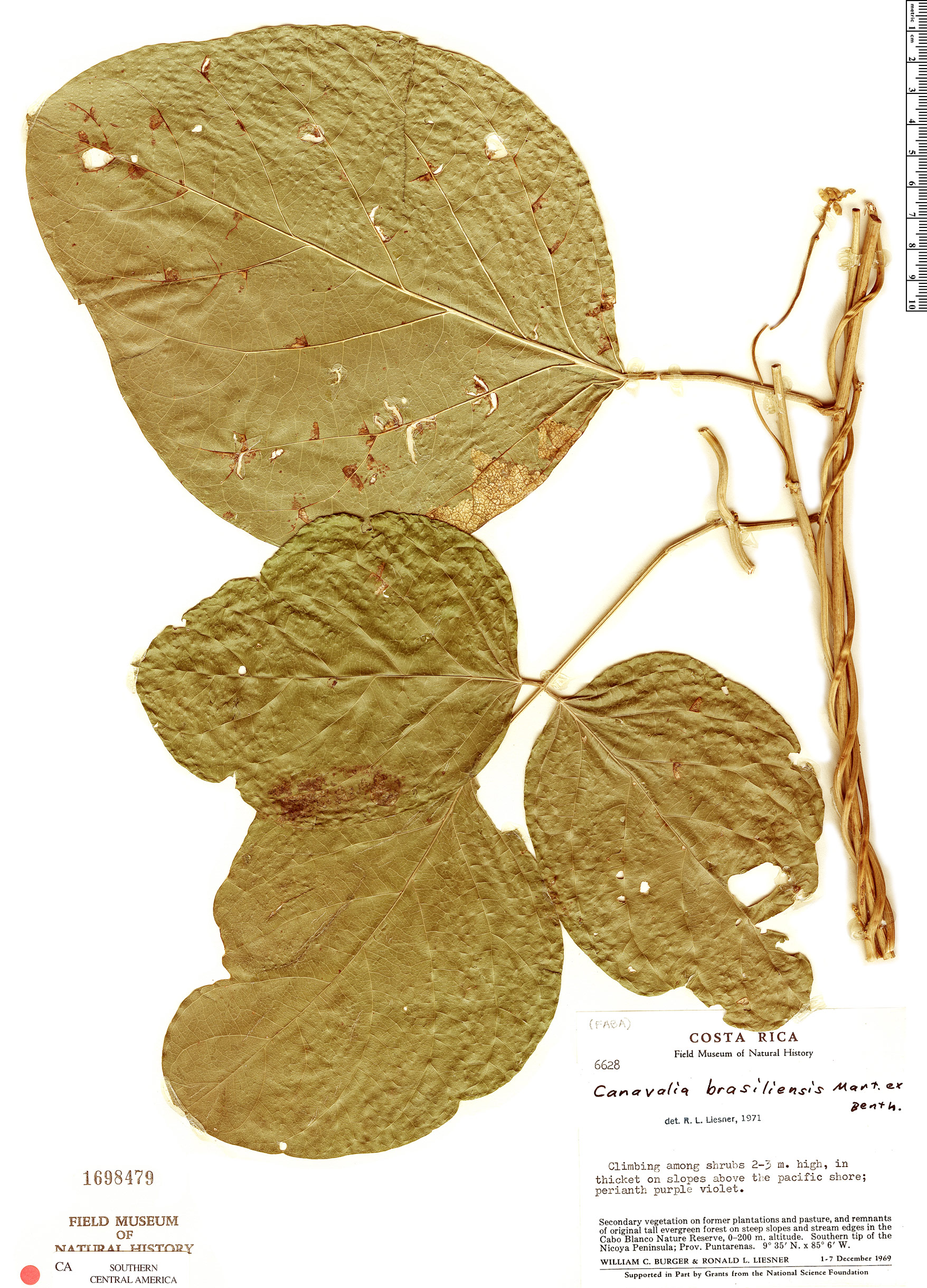 Canavalia plagiosperma