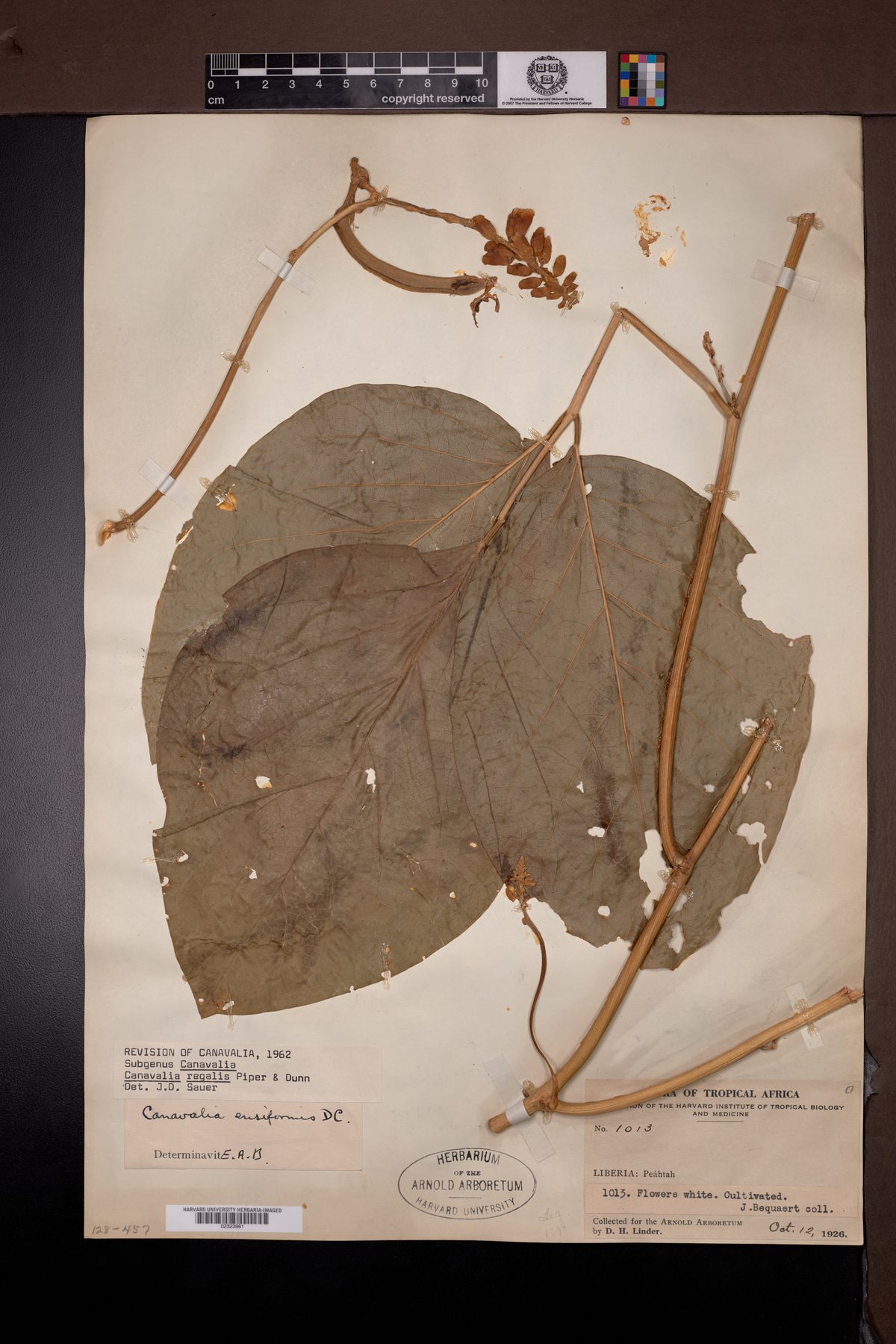 Canavalia regalis