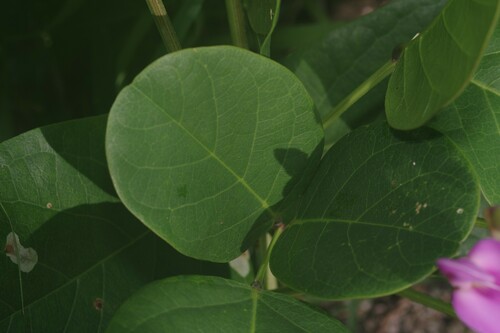 Canavalia rosea (Mackenzie Bean) — photo