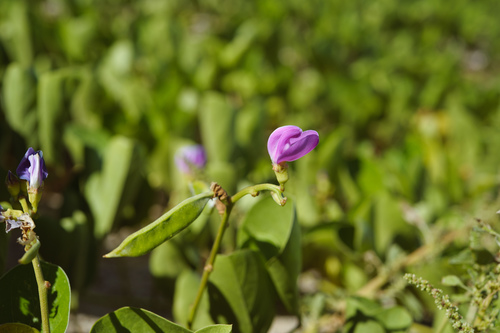 Canavalia rosea (Mackenzie Bean) — photo