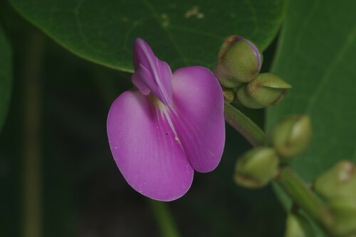 Canavalia rosea