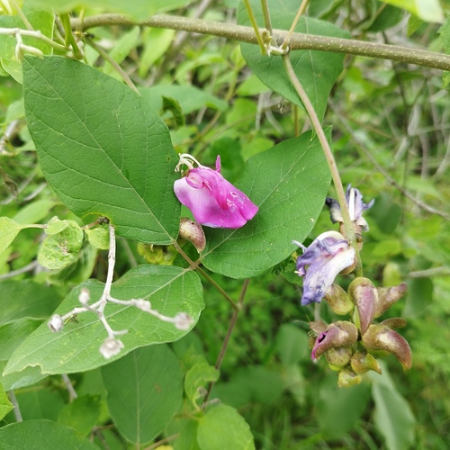 Canavalia villosa — photo