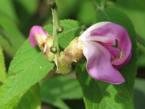 Canavalia villosa