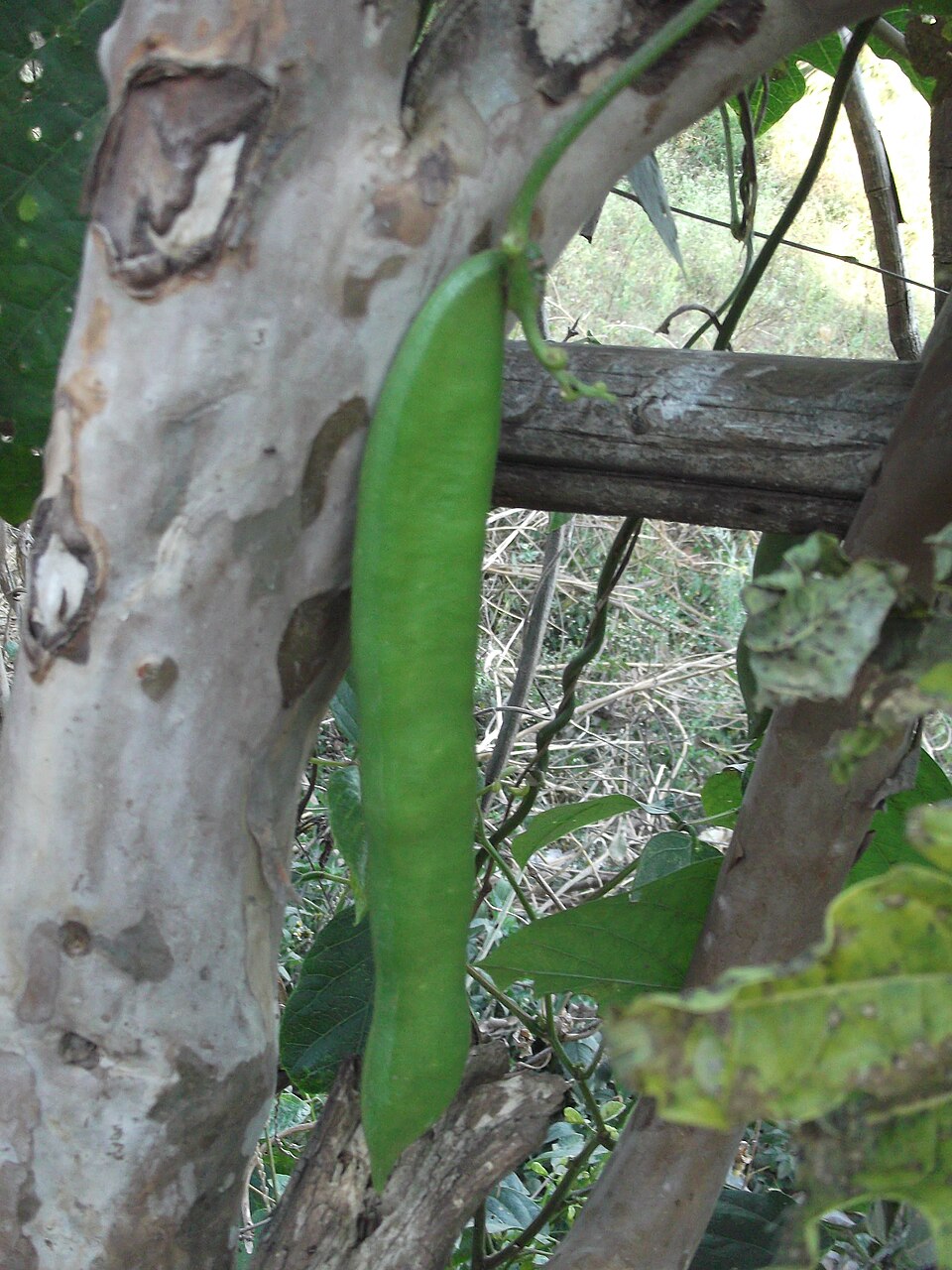 Canavalia virosa (Karuthamma) — photo