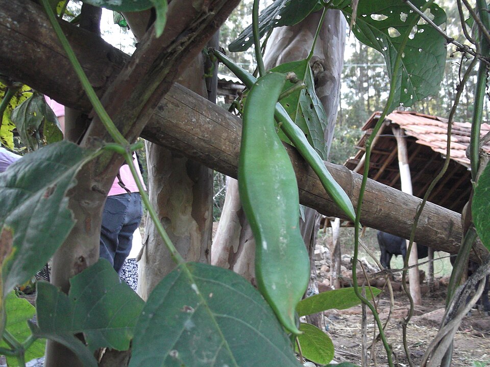 Canavalia virosa