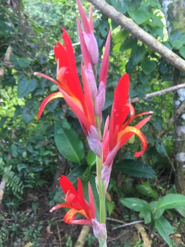 Canna discolor