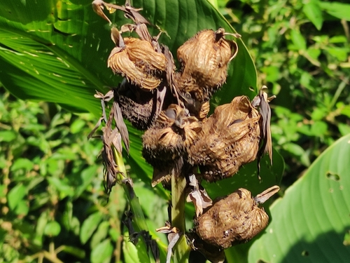 Canna discolor — photo