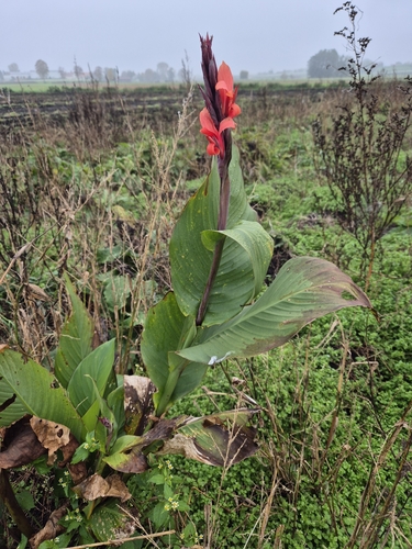 Canna discolor — photo