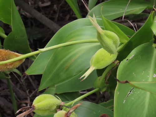Canna flaccida (Golden canna) — photo