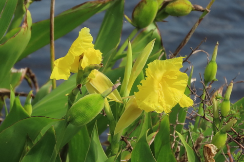 Canna flaccida