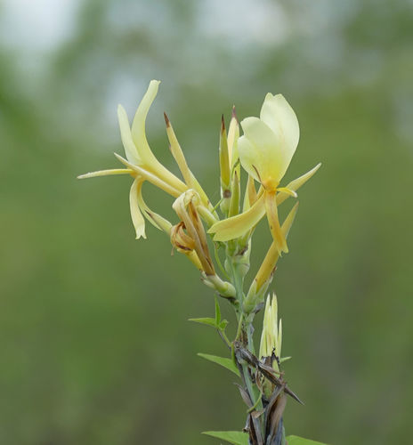 Canna glauca (Mexican canna) — photo
