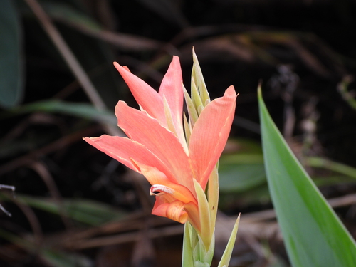 Canna glauca (Mexican canna) — photo
