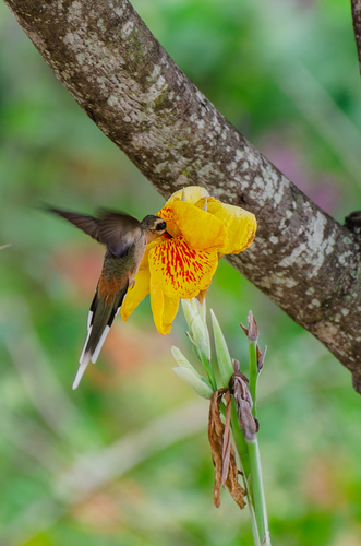 Canna iridiflora (Peruvian canna) — photo