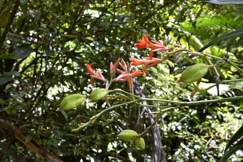 Canna tuerckheimii (Large-leaved canna lily) — photo