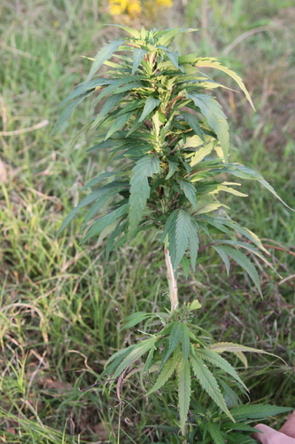 Cannabis sativa (Indian Hemp) — photo