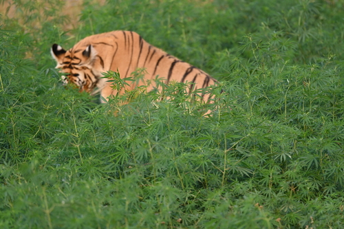 Cannabis sativa (Indian Hemp) — photo