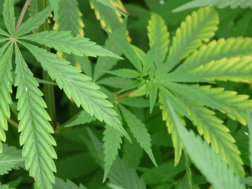 Cannabis sativa