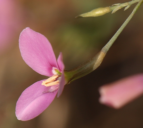 Canscora diffusa — photo