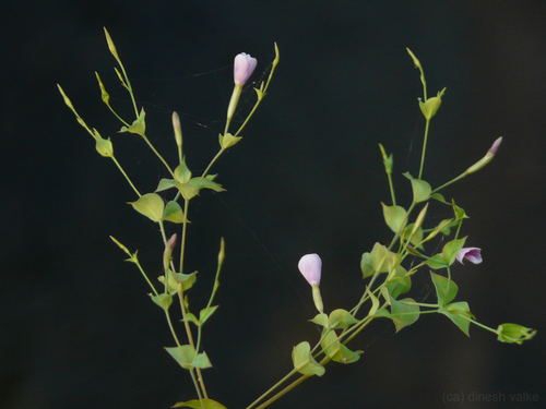 Canscora diffusa — photo