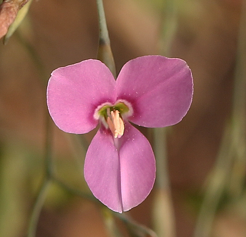 Canscora diffusa