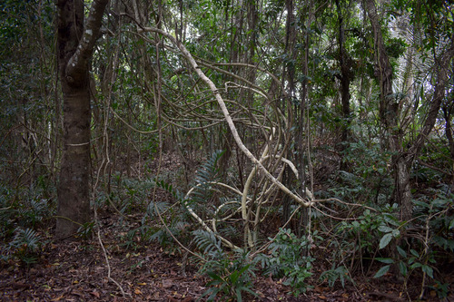Cansjera leptostachya (Akusepin) — photo