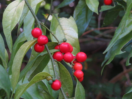 Opiliaceae