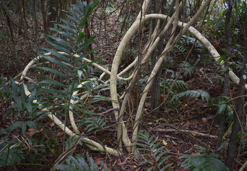 Cansjera leptostachya (Akusepin) — photo