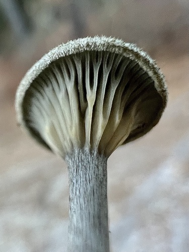 Cantharellula umbonata — photo