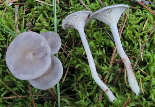 Cantharellula umbonata