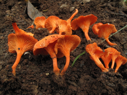 Cantharellus addaiensis — photo