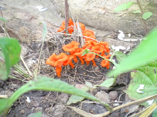 Cantharellus addaiensis — photo