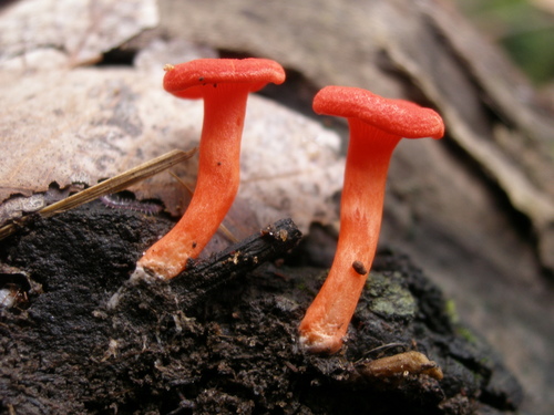 Cantharellus addaiensis