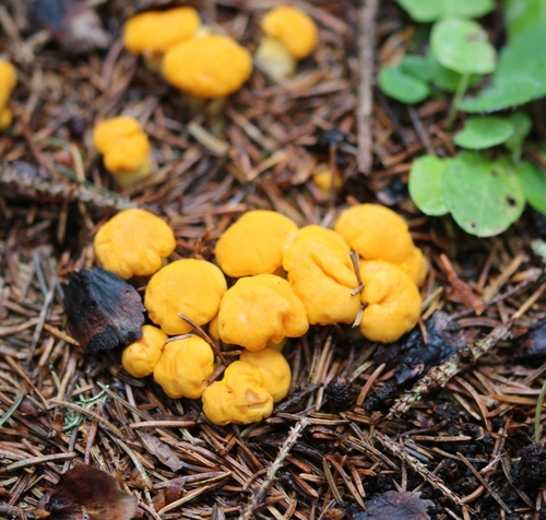 Cantharellus cibarius var. defibulatus (Amethyst Chanterelle) — photo