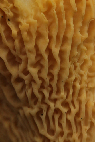 Cantharellus cibarius var. defibulatus (Amethyst Chanterelle) — photo