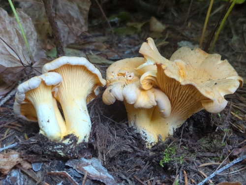 Cantharellus cibarius var. latifolius (Amethyst Chanterelle) — photo