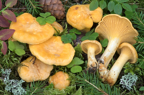 Cantharellus cibarius var. latifolius