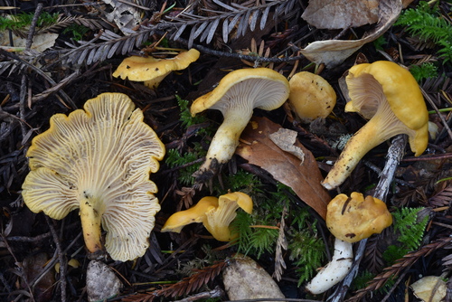 Cantharellus formosus (Pacific coast Golden chantarelle) — photo