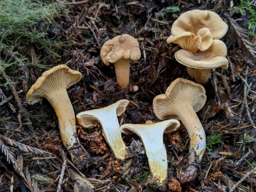 Cantharellus formosus (Pacific coast Golden chantarelle) — photo
