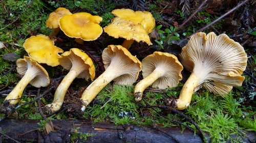 Cantharellus formosus