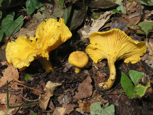 Cantharellus guineensis
