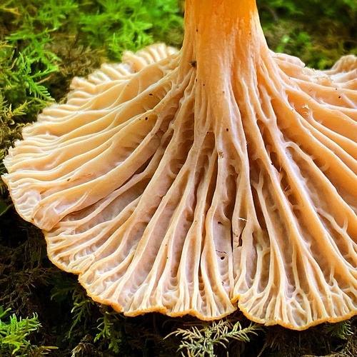Cantharellus ignicolor — photo