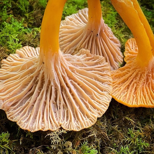 Cantharellus ignicolor — photo